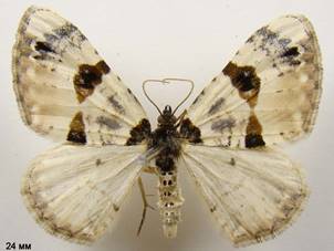 C.ocellata_3