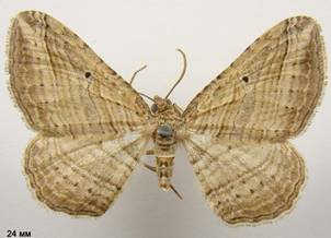 C.polygrammata_2
