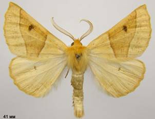 C.elinguaria_1