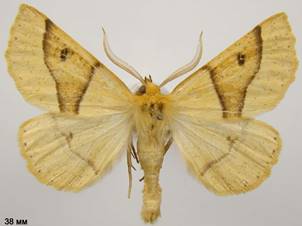 C.elinguaria_2