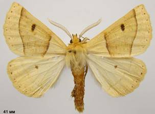C.elinguaria_3