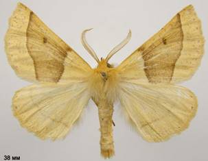C.elinguaria_4