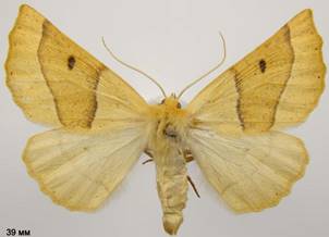 C.elinguaria_5