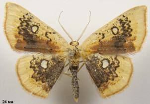 C.albiocellaria_2