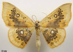 C.albiocellaria_3