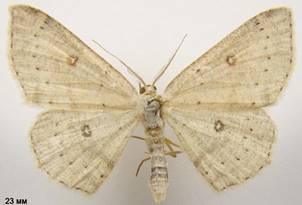 C.albipunctata_1
