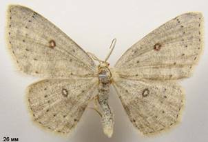 C.albipunctata_2