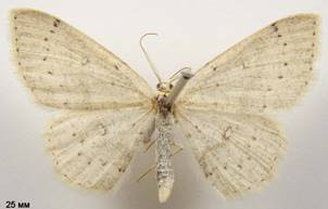 C.albipunctata_3