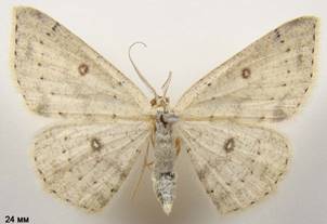 C.albipunctata_4