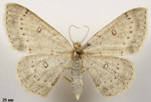 C.albipunctata_5