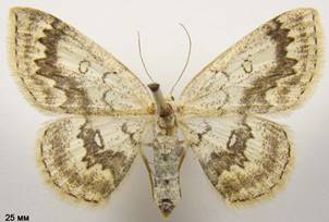 C.annularia_3
