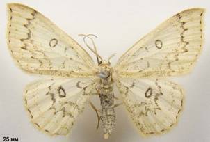 C.annularia_4