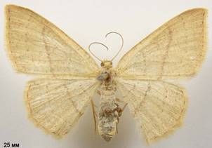 C.linearia_1