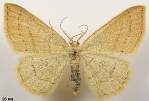 C.linearia_2