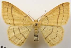 C.linearia_3
