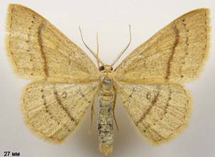 C.linearia_4