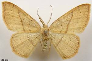 C.linearia_5