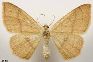 C.linearia_6