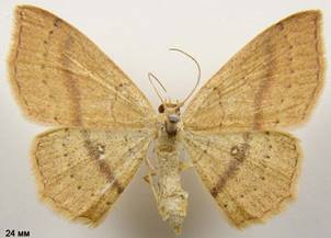 C.linearia_8