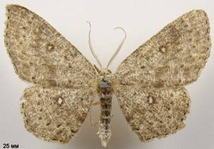 C.pendularia_1