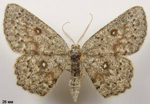 C.pendularia_2