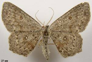 C.pendularia_3