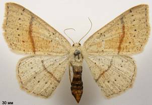 C.punctaria_2
