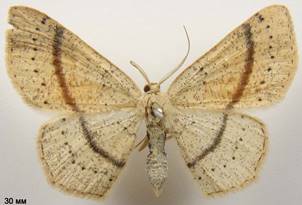 C.punctaria_3