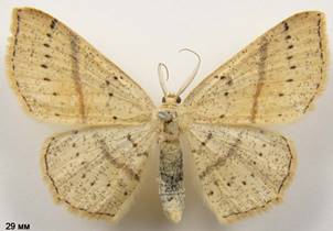 C.punctaria_4