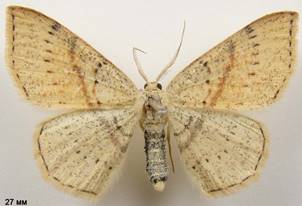 C.punctaria_5
