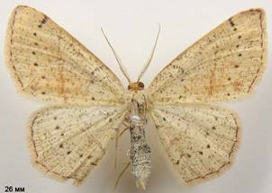 C.punctaria_6