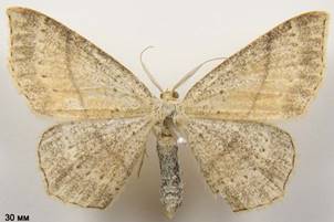 C.punctaria_8