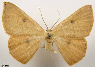 C.puppillaria