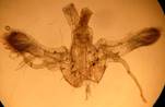 C.quercimontaria_1_gen