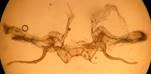 C.quercimontaria_2_gen