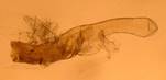 C.quercimontaria_2_ed