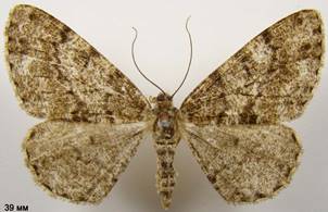 D.ribeata_1