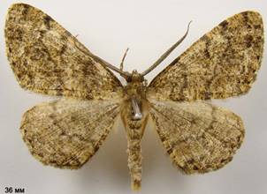 D.ribeata_2
