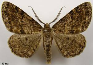 D.ribeata_3