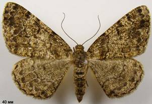 D.ribeata_5