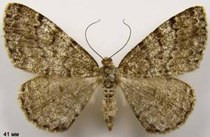 D.ribeata_6