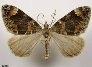 D.citrata_1