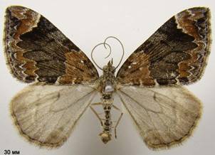 D.citrata_2