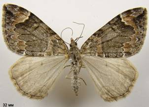 D.citrata_4
