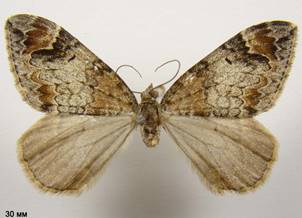 D.citrata_6