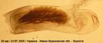 D.citrata_3