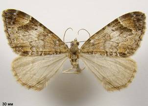 D.citrata_7