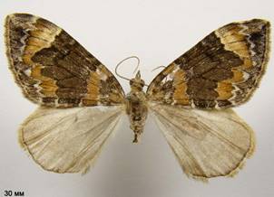D.citrata_8