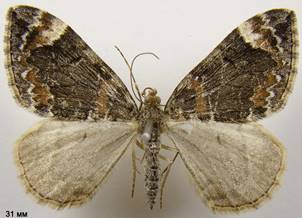 D.citrata_9
