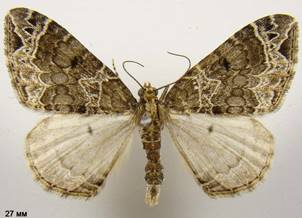 E.silaceata_3